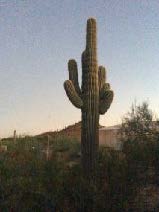 cactus in the desert