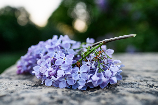 a sprig of lilacs from the Arboretum