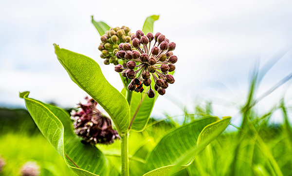 Flowers bloom on the UW-Madison BioCore Prairie. Photo by Bryce Richter.