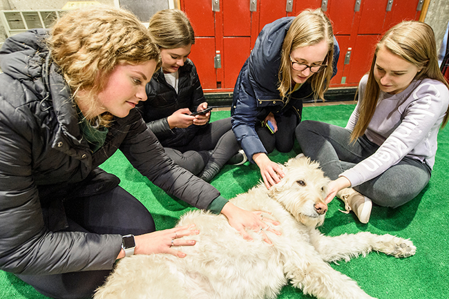 Students take some time to de-stress, enjoying and petting dogs at the book store