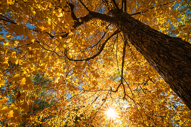 Skyward view of a fall tree with golden leaves 