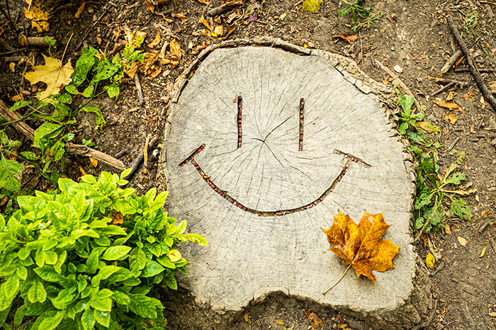 A decorated tree stump greets visitors along the Picnic Point path of the Lakeshore Nature Preserve . (Photo by Bryce Richter / UW–Madison)